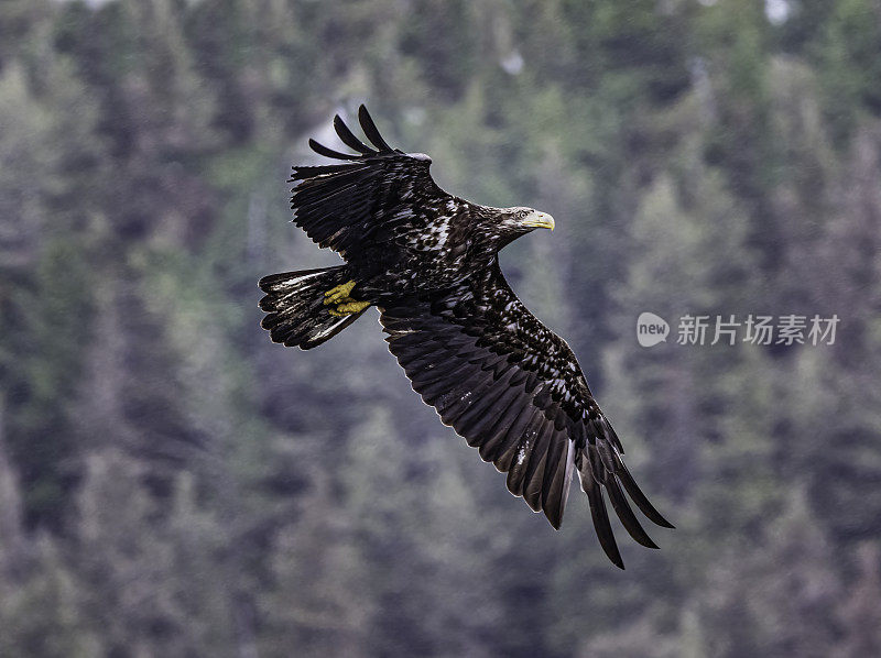 白头鹰(Haliaeetus leucocephalus)是一种发现于北美的猛禽。位于查塔姆海峡巴拉诺夫岛卡斯尼库湾的隐藏瀑布。阿拉斯加。一只飞翔和钓鱼的少年。